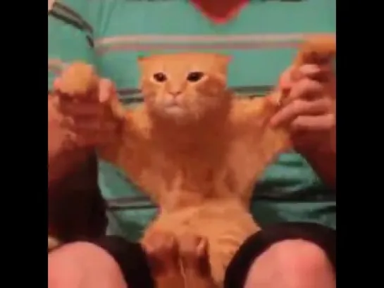 Dancing cat (Vine)