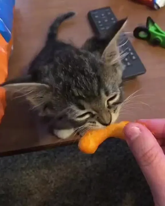 cats can have a little cheeto