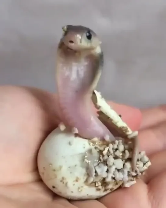 newly hatched king cobra