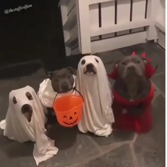 Trick or treat