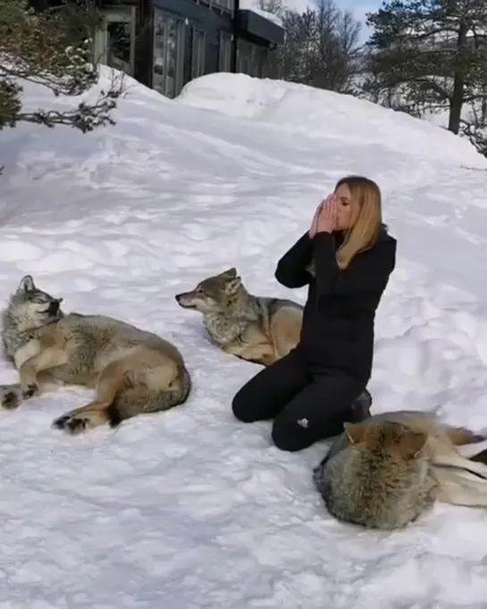 Волки в норвежском парке Polar Park