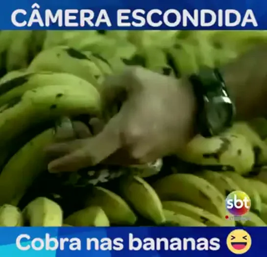 Pegadinha - Cobras nas Bananas