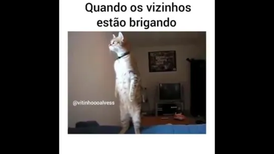 Briga de vizinhos