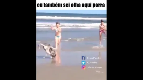 Cão Acrobat