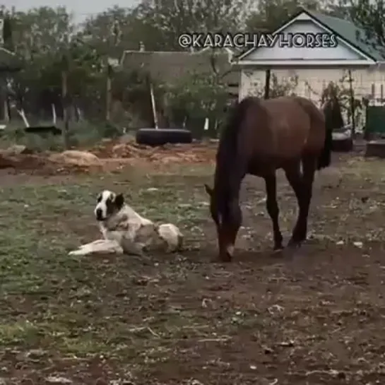 Dog and Horse