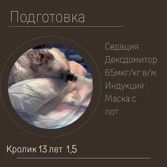 vetdoctor_rus_273975102_313084567531939_7594407920791499072_n