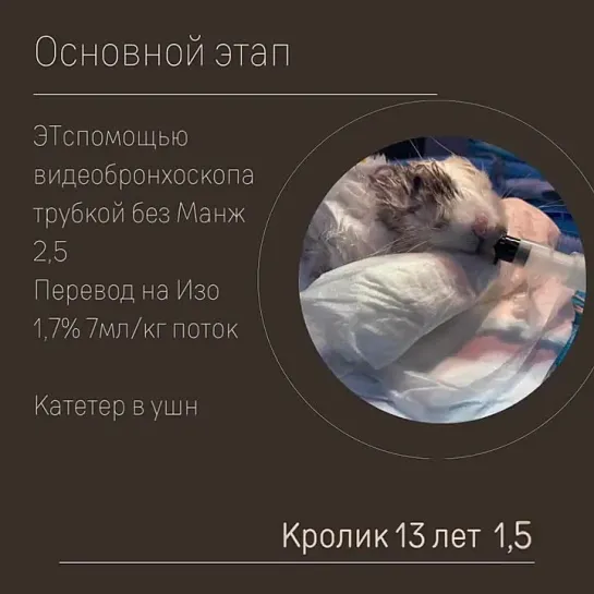 vetdoctor_rus_273883049_1112749215935138_6156325686540051861_n