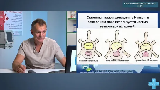 Болезни позвоночника кошек и собак