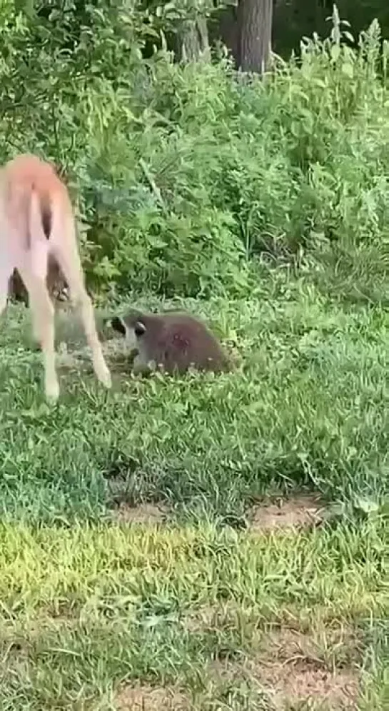 Видео от Мариши Суворовой