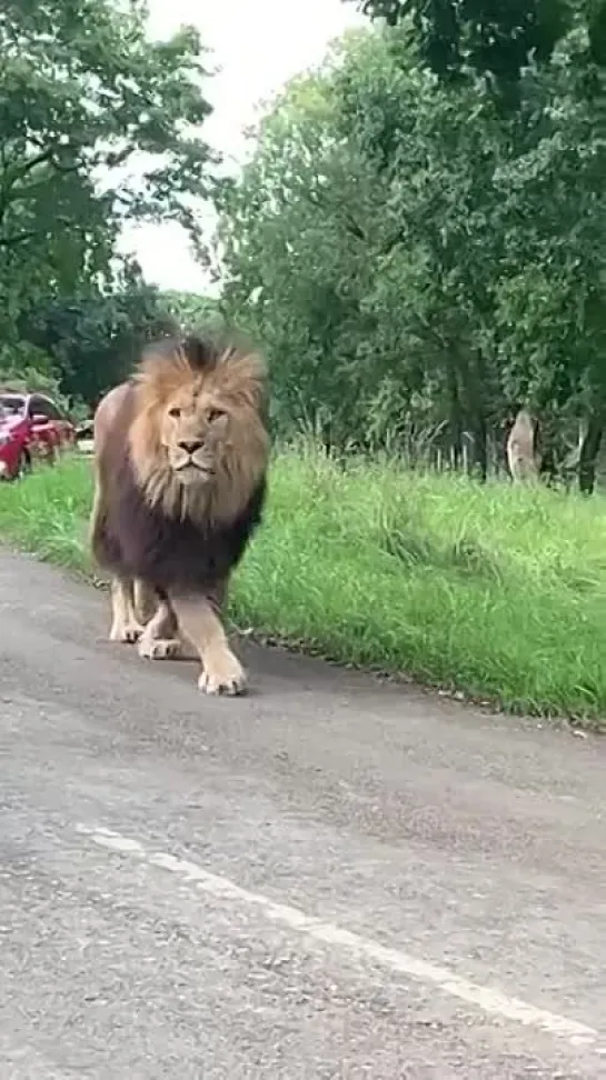 redditsave_com_a_beautiful_lion_walking_past_the_road_3_ix4lzi0eqo191