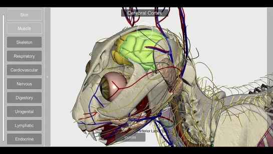 3D Cat Anatomy 2.00 for Mobile Devices