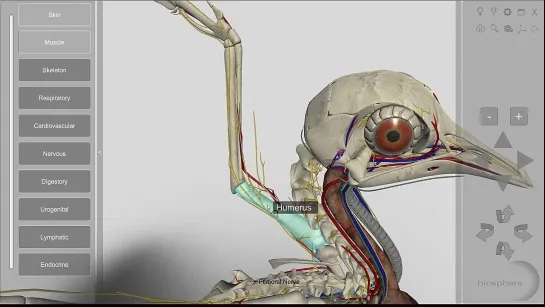 3D Bird Anatomy 2.0 for desktop