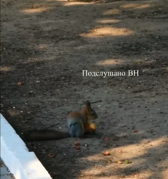 Видео от ПОДСЛУШАНО | Великий Новгород