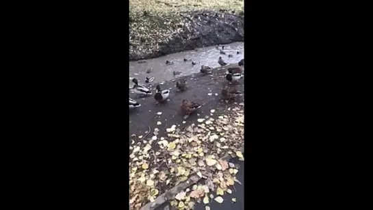 Видео от ПОДСЛУШАНО | Великий Новгород