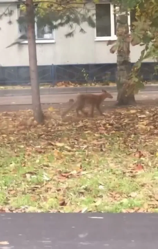 Видео от ПОДСЛУШАНО | Великий Новгород