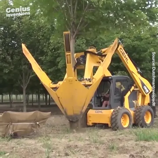 Transplant trees with ease