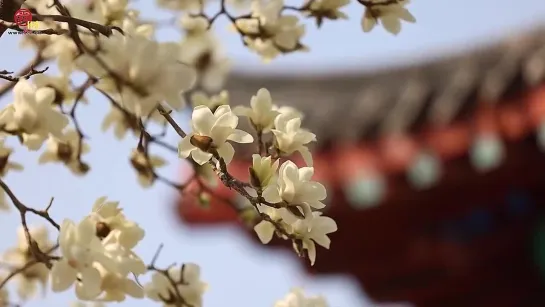 Magnolia Blooms  Plum Blossoms Bloom, Jinan