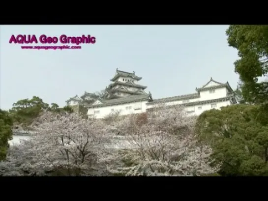 Cherry Blossom in JAPAN