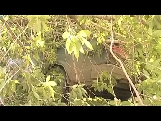 29 07 14 В ижевском дворе дерево упало на машины