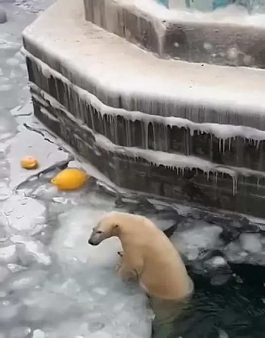 Зоопарк Новосибирск  🐻‍❄️