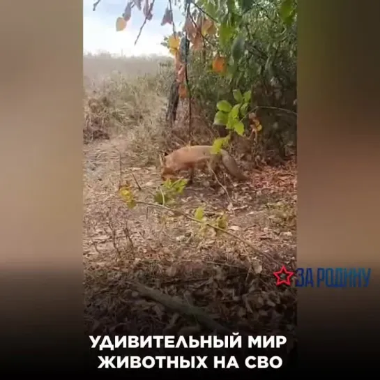 Удивительный мир животных на СВО!