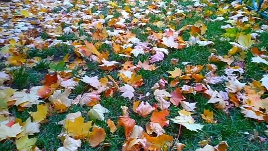 Осенька, осеньюшка, золотоносьюшка.🍂🍁