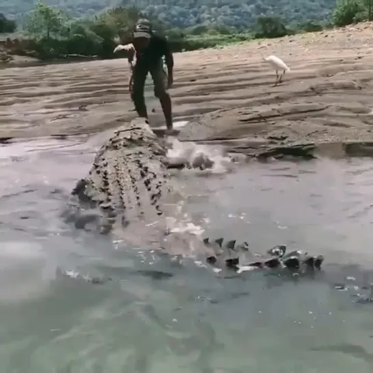 massive_gator