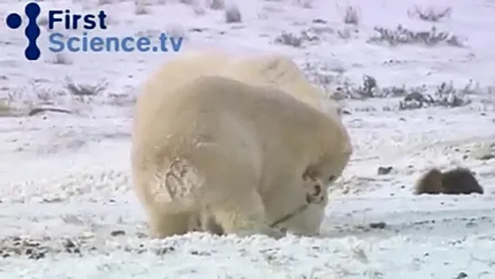 Дружба белых медведей и хаски.