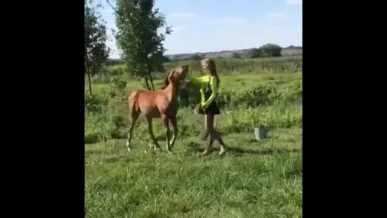 Вот такая милая пони