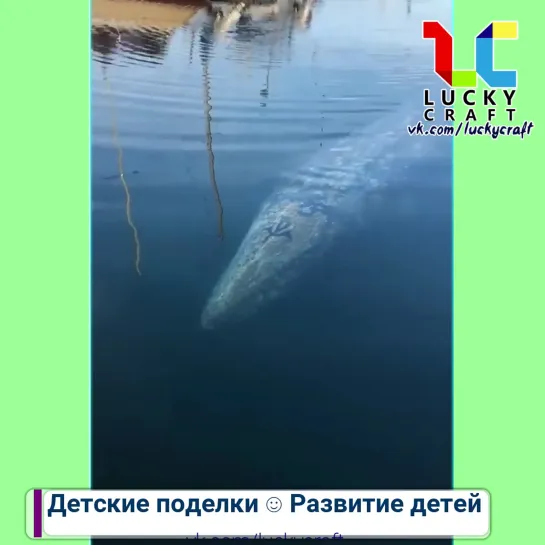 Удивительная природа☺ vk.com/luckycraft – подпишись!