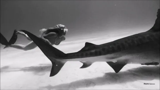 Акулы Sharkwater - Black Beauty