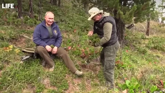 Как В. Путин и С. Шойгу в сибирской тайге отдыхают.