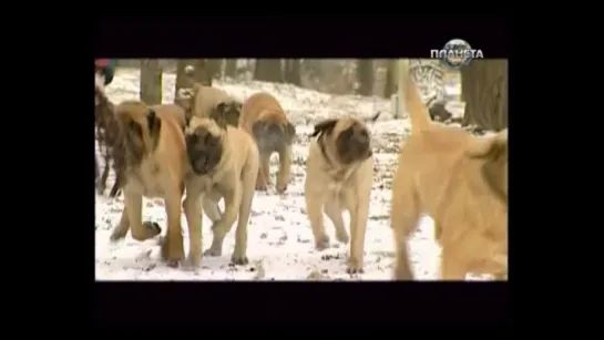 Англійський мастиф