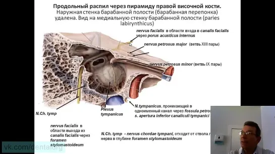 2.Языкоглоточный нерв. Nervus glossopharyngeus