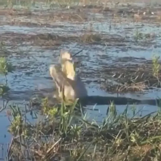 Крокодил сожрал дрон / Crocodile Ate The Drone