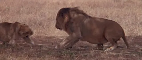 Рожденная свободной / Born Free (1966)