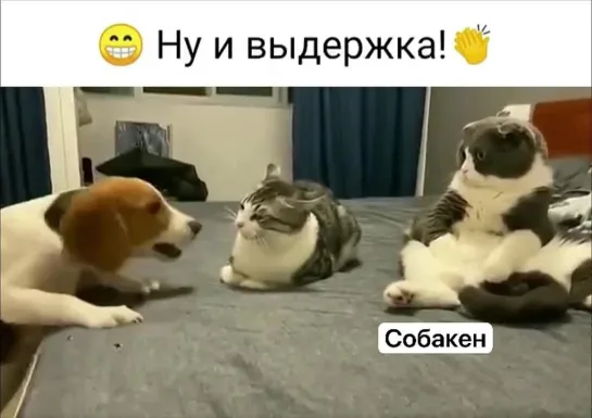 Выдержка