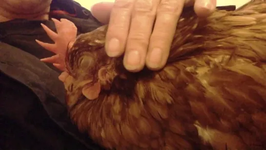 Chicken purring like a kitten!