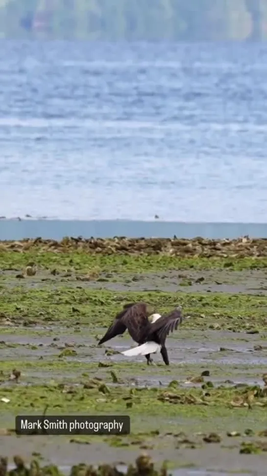 An Eagle’s mating ritual, captured by @mark.smith.photography   Have you seen this before📽 @mark.smith.photography.mp4