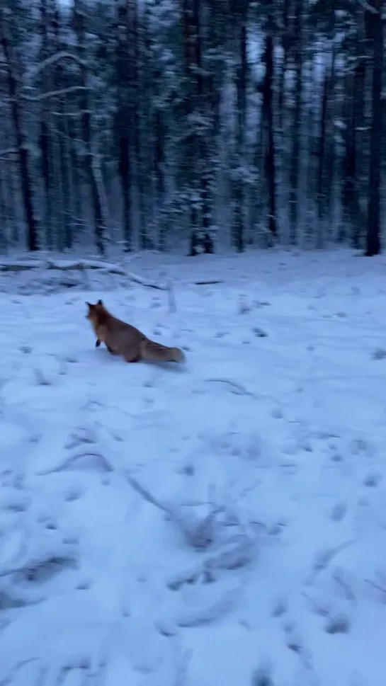 Видео от Екатерины Селицкой