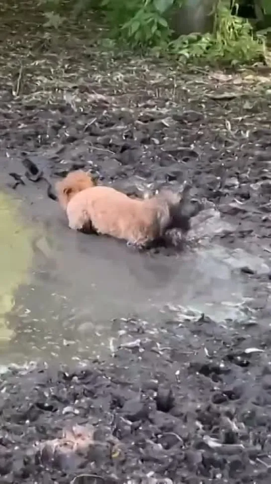 Щеночку было весело, а потом стало не очень