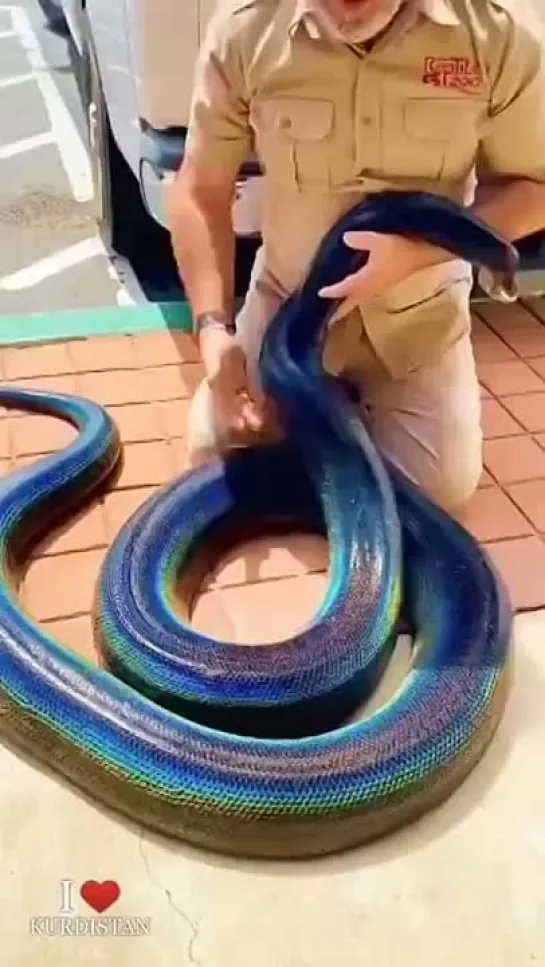 Colorful snake