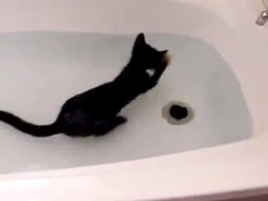 Crazy cat, loves water.