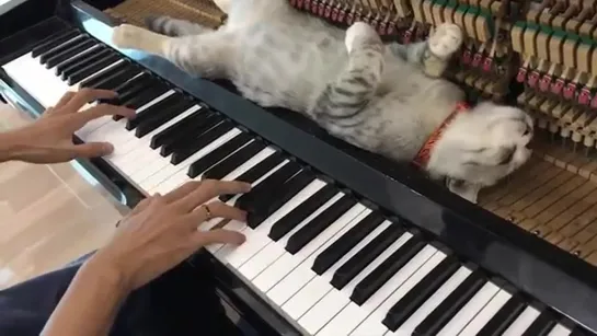 PURR ELISE Piano Meowssage - Dream of Haburu