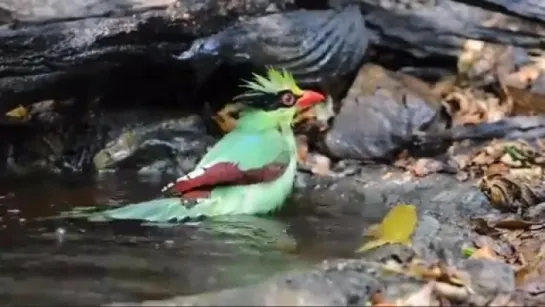 Зелёная цисса / Сommon green magpie (лат. Cissa chinensis)