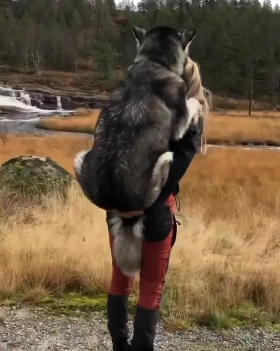 Не так мы представляли путешествие с собакой)) Jerstad, Vest-Agder, Norway