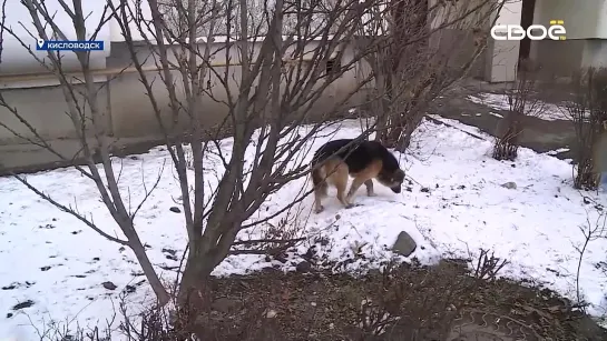 Бродячие собаки в Кисловодске