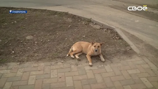 Жители Ставрополя опасаются бездомных собак