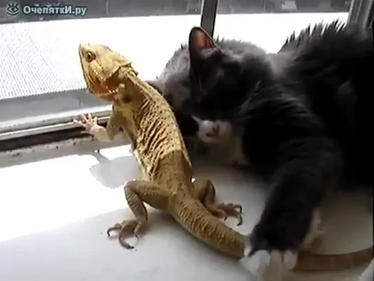 Котяра и ящерка Cat and Iguana