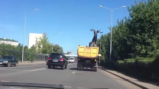 Олень в кузове и за рулем!